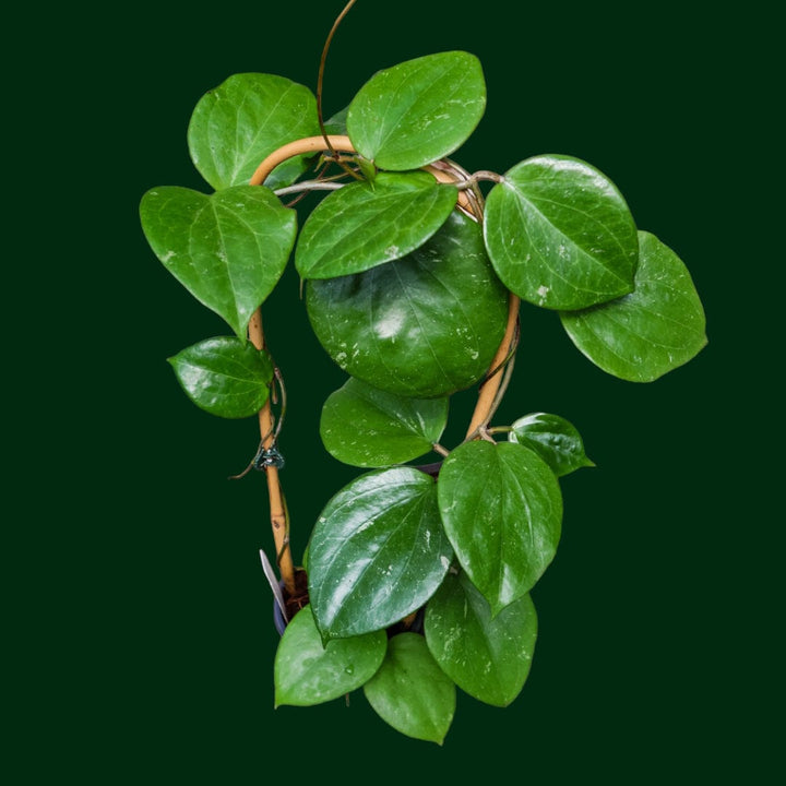 Trellised Hoya balaensis