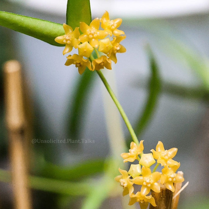 Hoya burmanica (fka andurata ssp. Angustifolia)