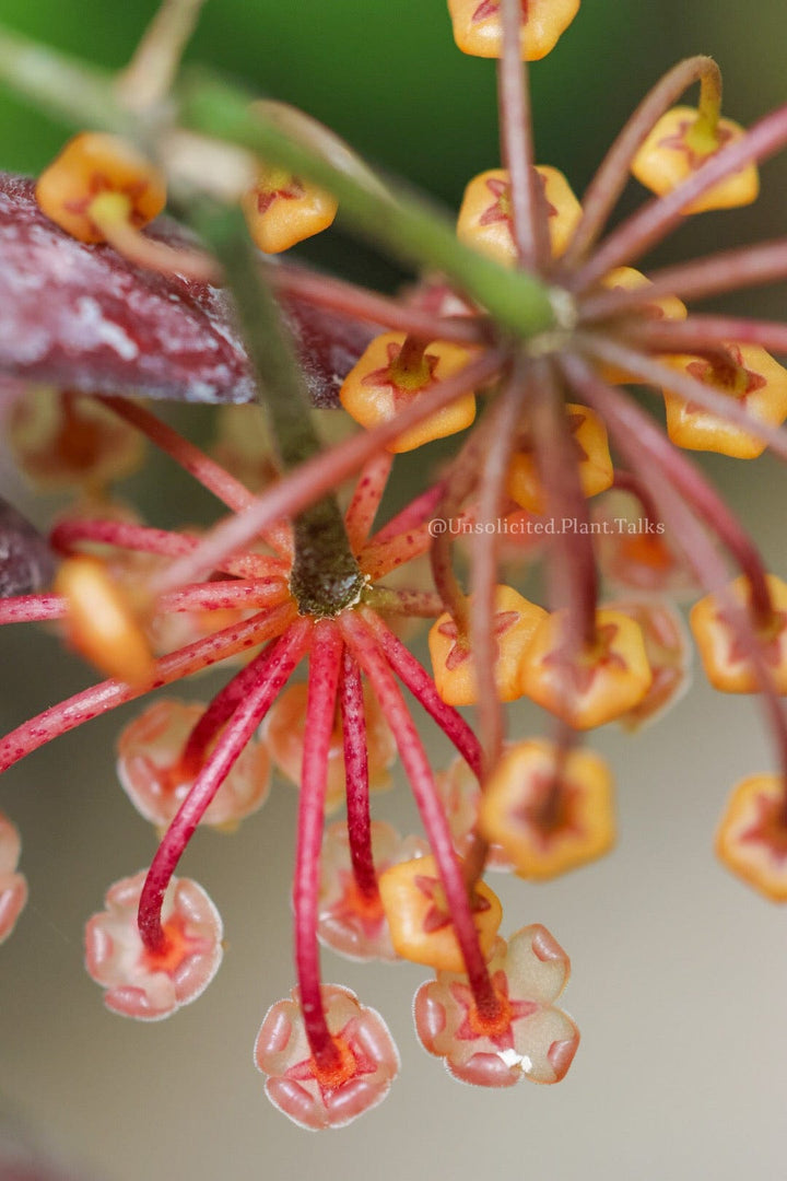 Hoya sp. (VL9)