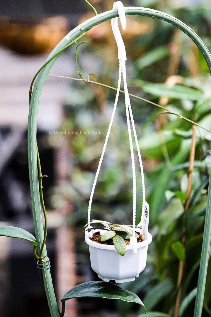 small hanging pot (pack of 20)