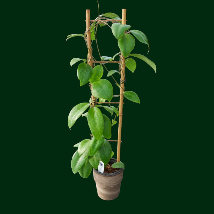 Trellised Hoya AH-1013