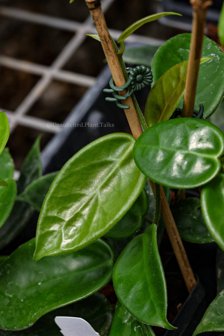 Hoya vangviengiensis