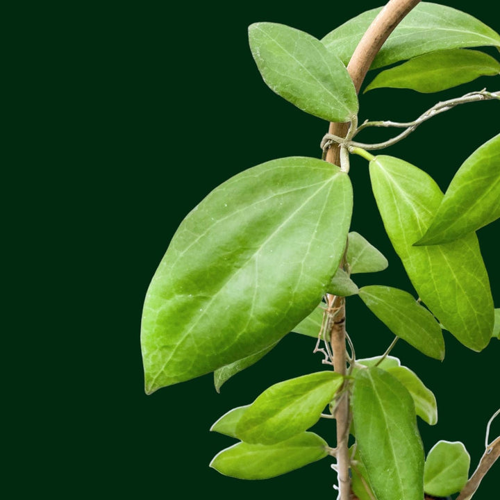 Trellised Hoya cutis-porcelana (hard to find)