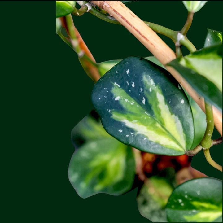 Trellised Hoya obovata (variegated)