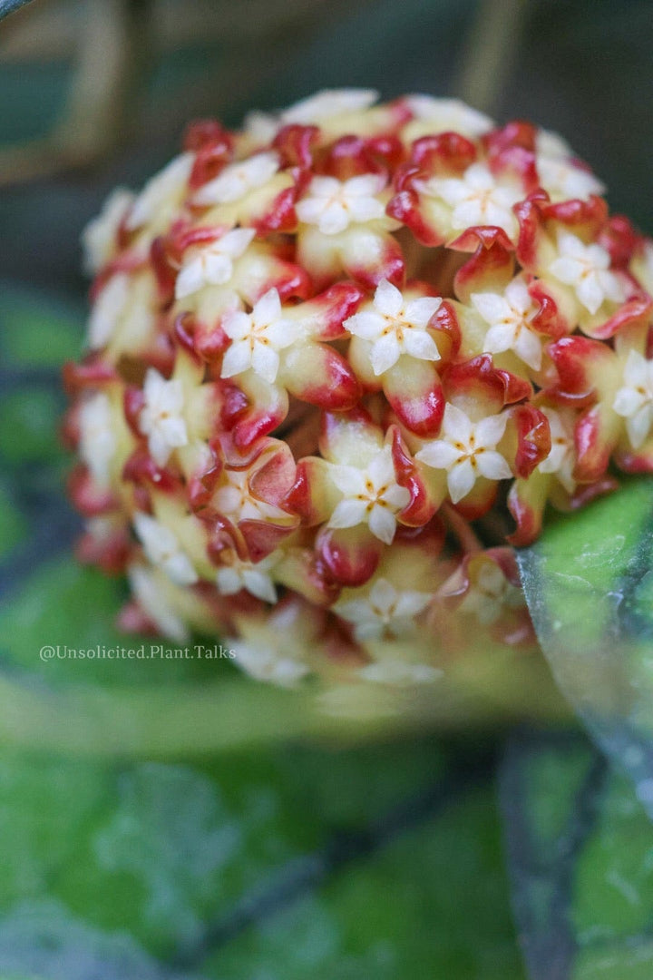 Hoya Callistophylla (Sabah IML 1762)