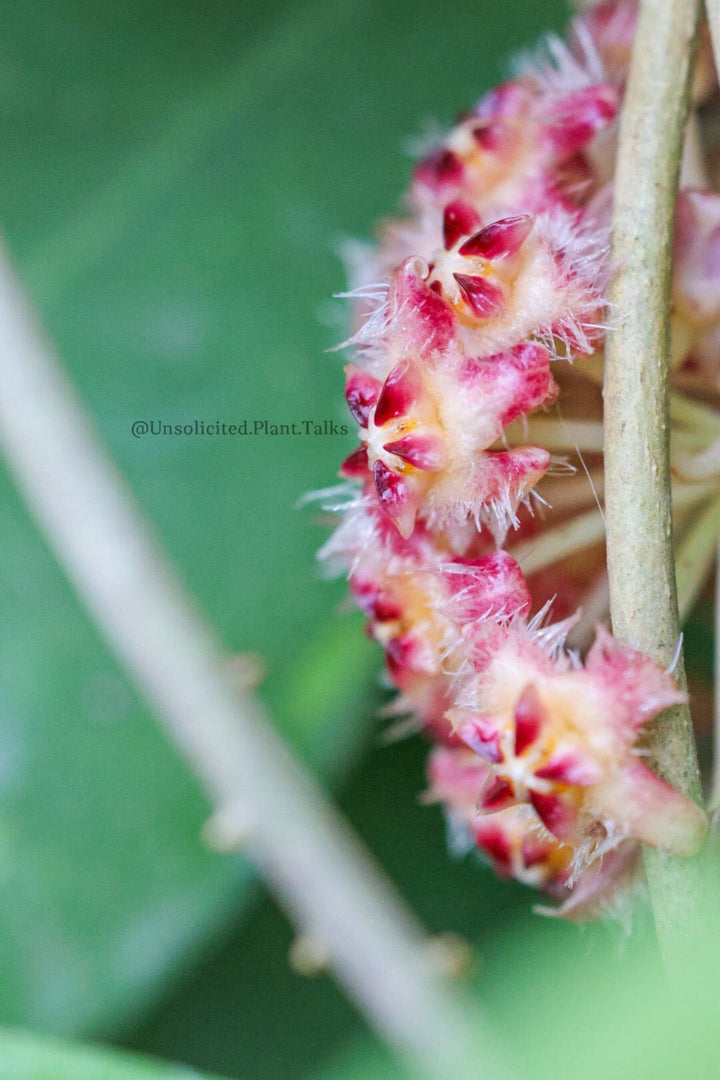 Hoya mindorensis (Red)