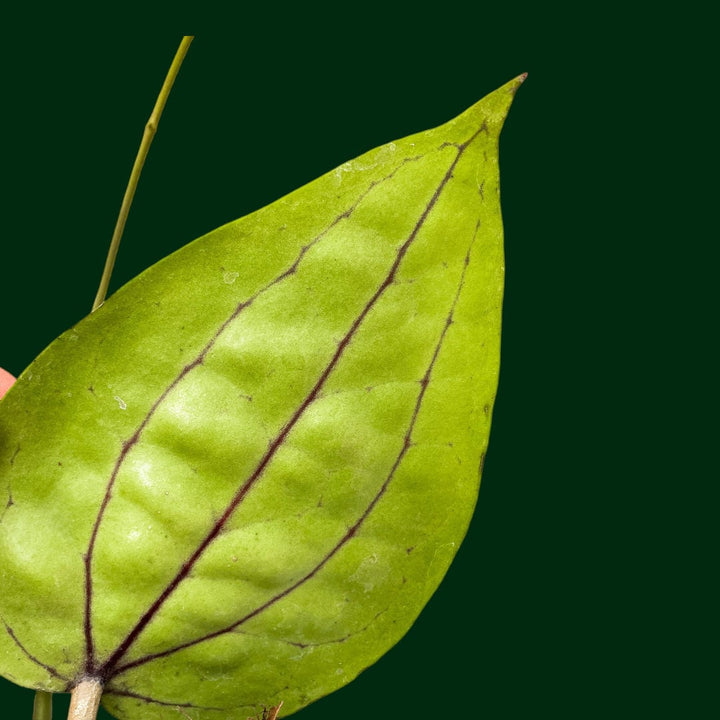 Hoya Glabra (Schlechter)