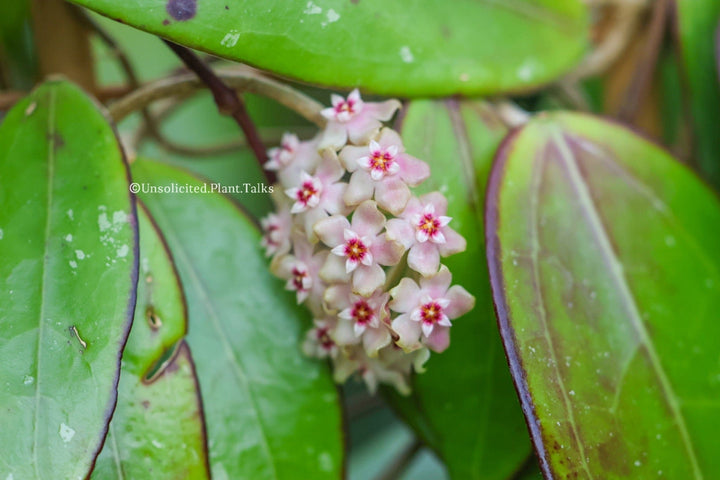 Hoya EPC-301 (black leaves)