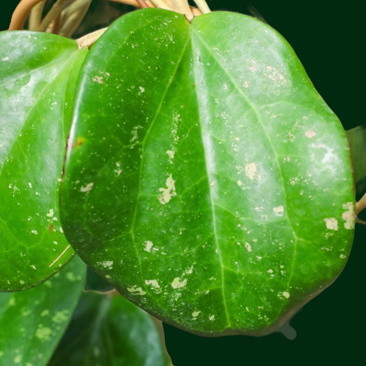 Trellised Hoya loyceandrewsiana