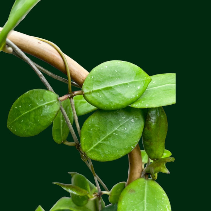 Trellised Hoya verticillata (ovalifolia)