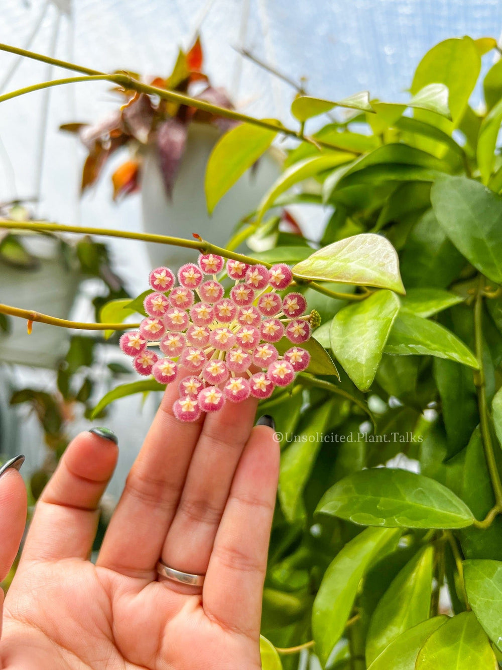 Hoya lacunosa (purple flowers)