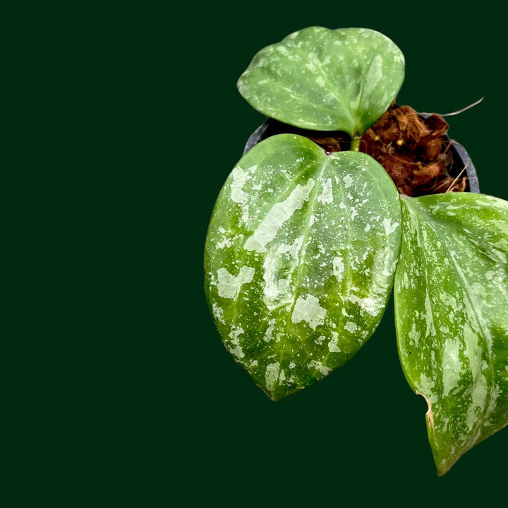 Hoya latifolia &