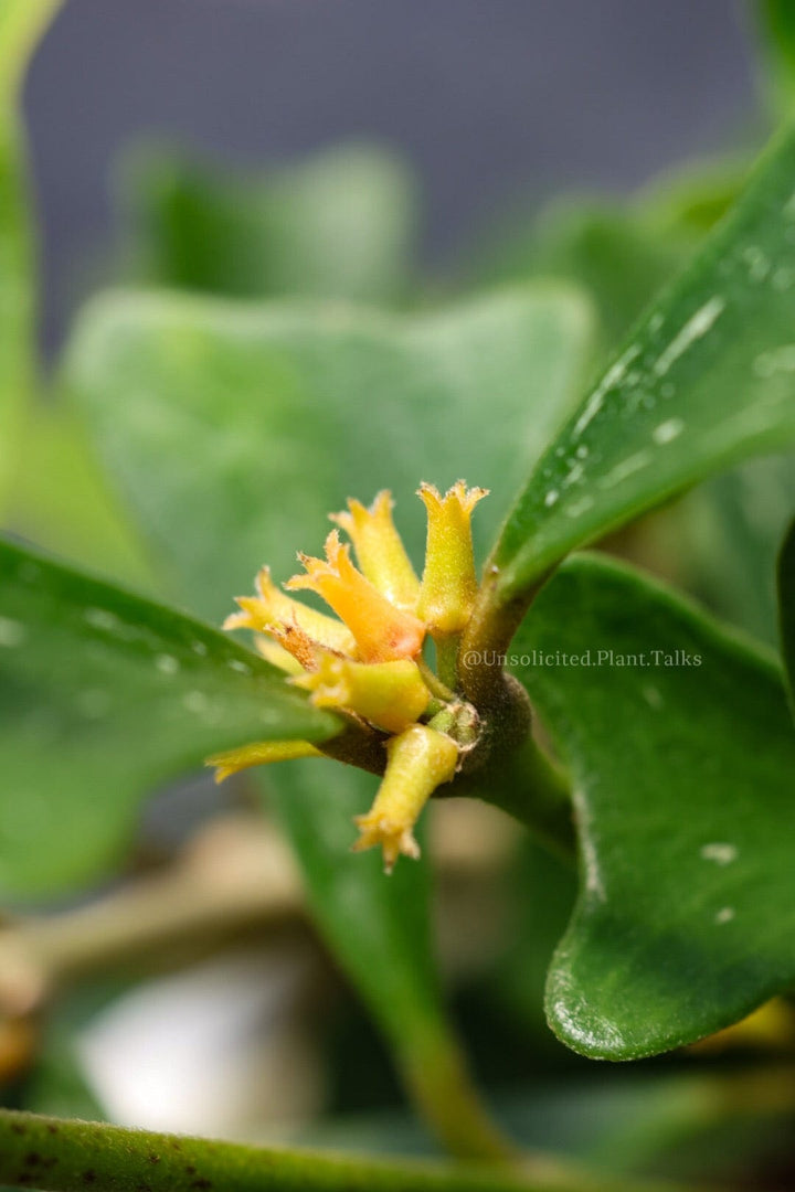 Hoya manipurensis