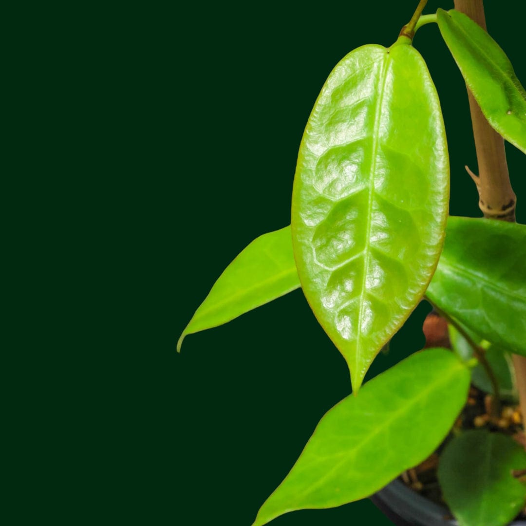 Hoya piestolepis