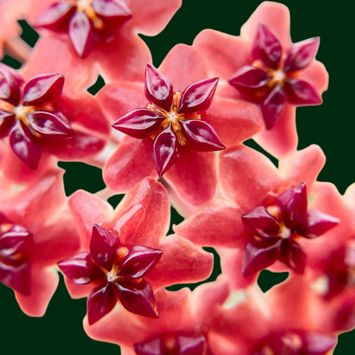 Trellised Hoya bordenii