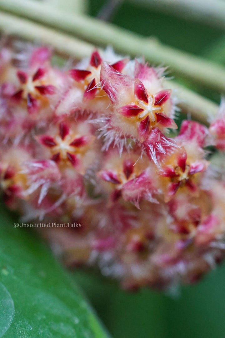 Hoya mindorensis (Red)