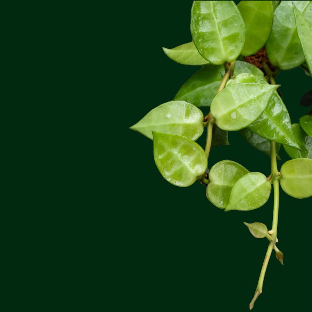 Hoya lacunosa x Hoya 'Sunrise' (UPT007)