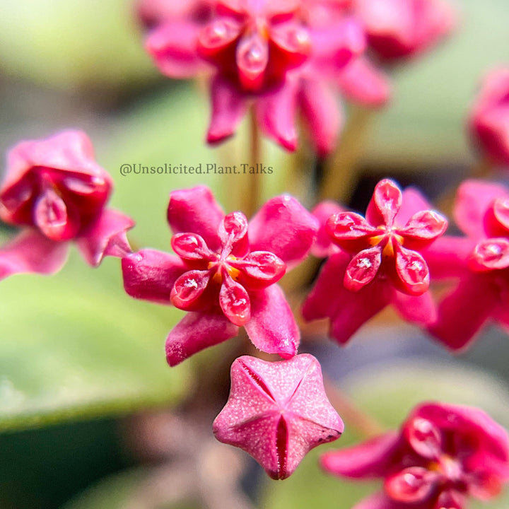 Hoya carmelae