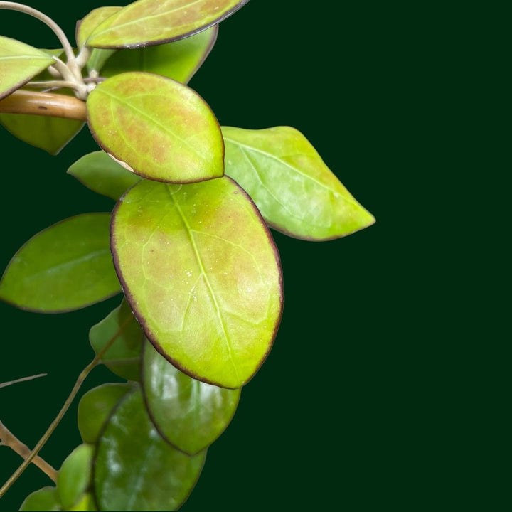 Trellised Hoya &