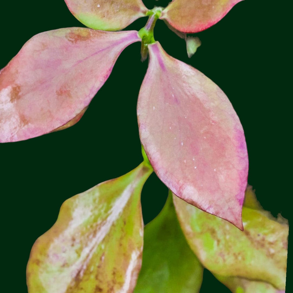 Hanging Hoya anulata (fka pseudo littoralis)