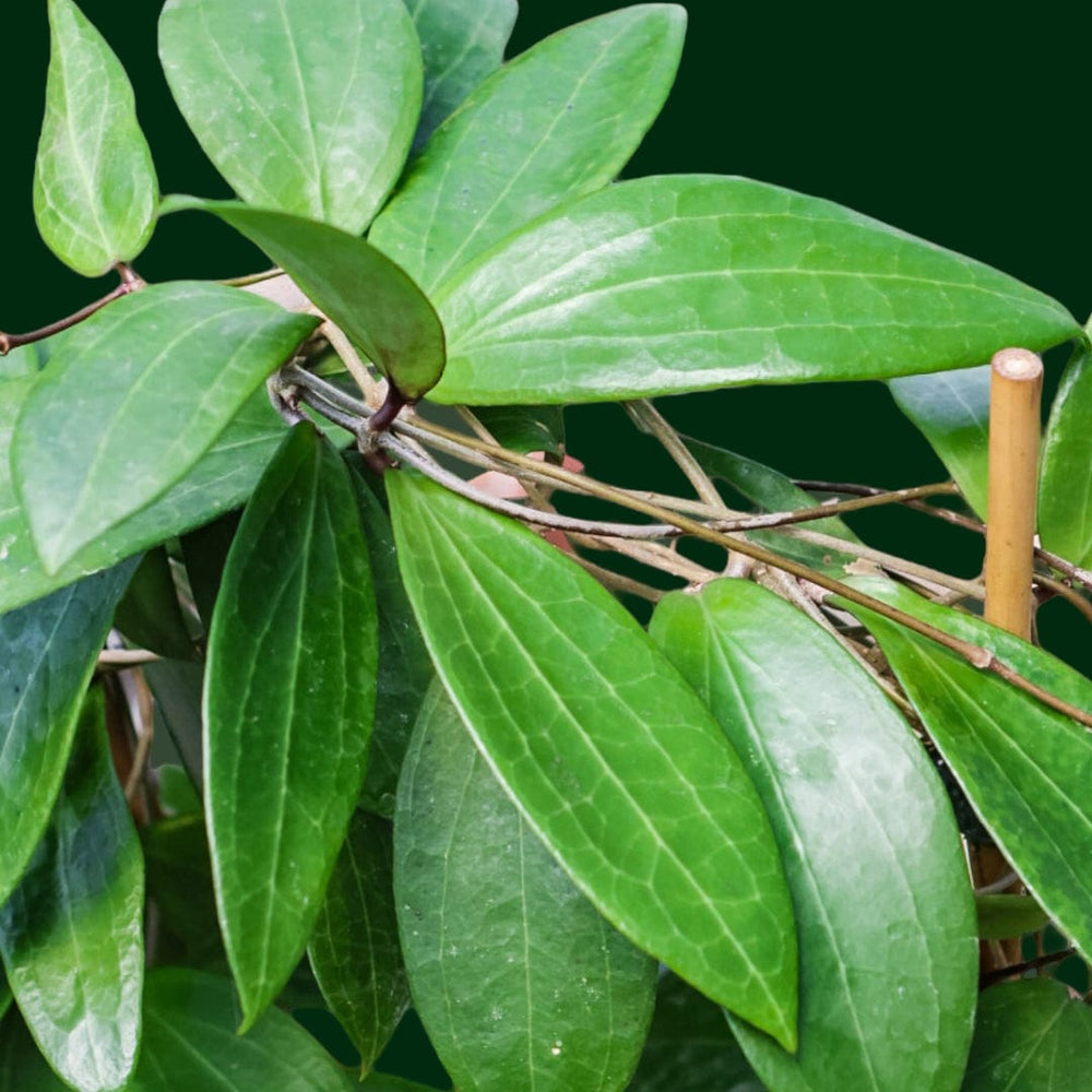 Trellised Hoya NR02 (ilagiorum hybrid)