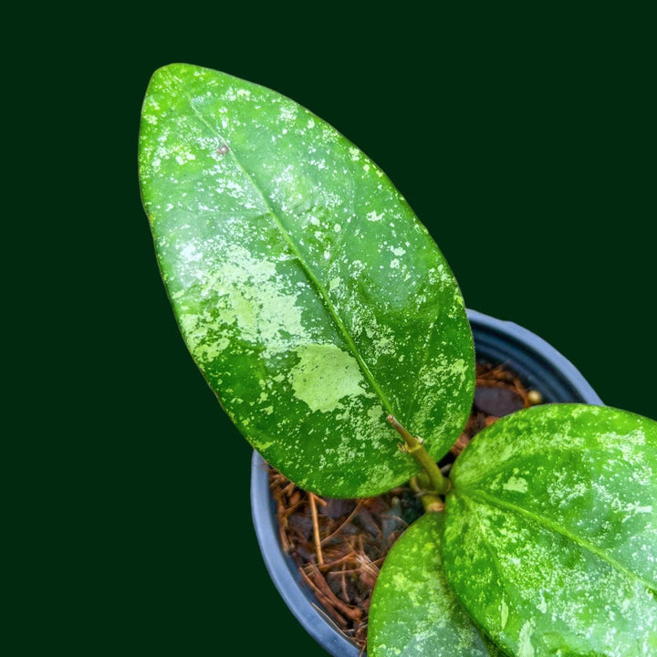 Hoya sp. Ko Chang Island