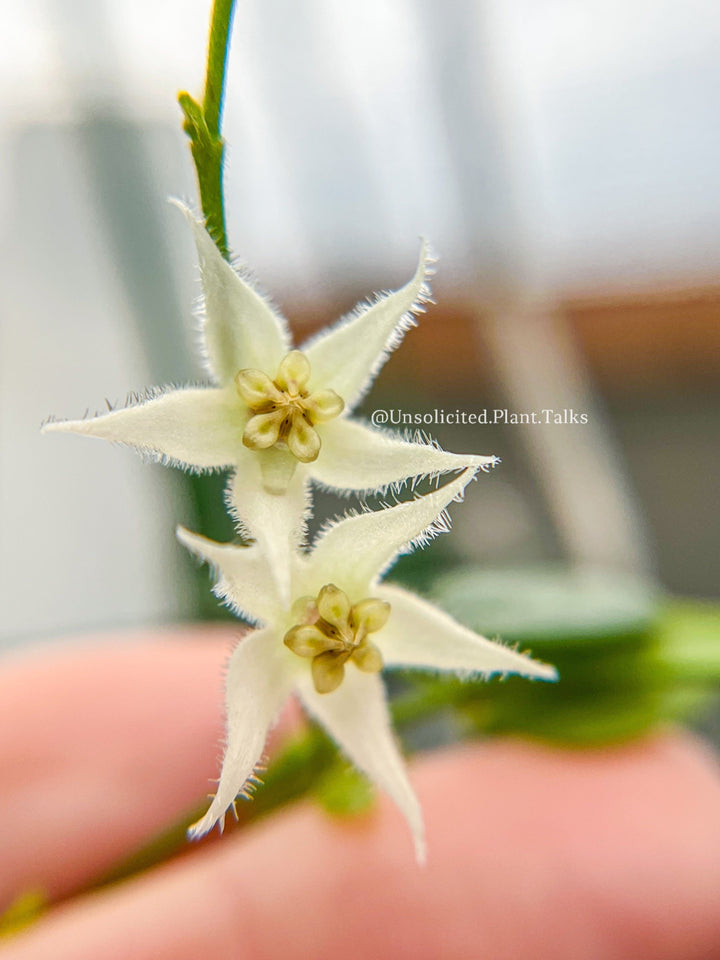 Hoya sp. Papua (IM08)