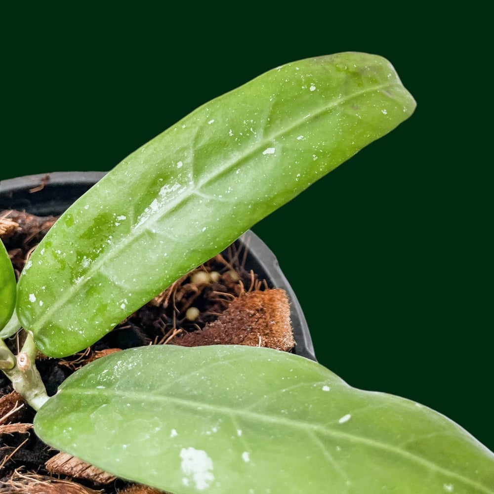 Hoya sp. (Sabah, GPS7950)