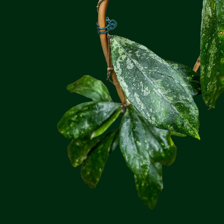 Trellised Hoya ‘Chicken Farm’