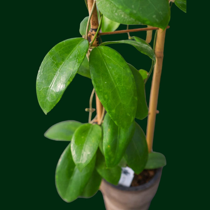 Trellised Hoya AH-1013