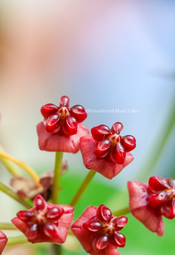 Hoya lucardenasiana