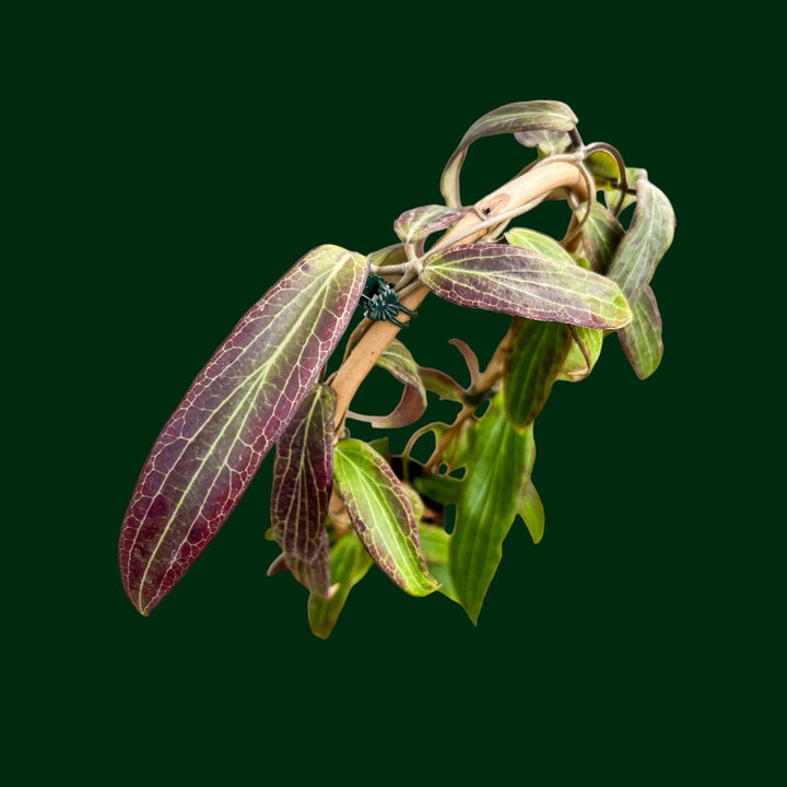 Trellised Hoya bordenii