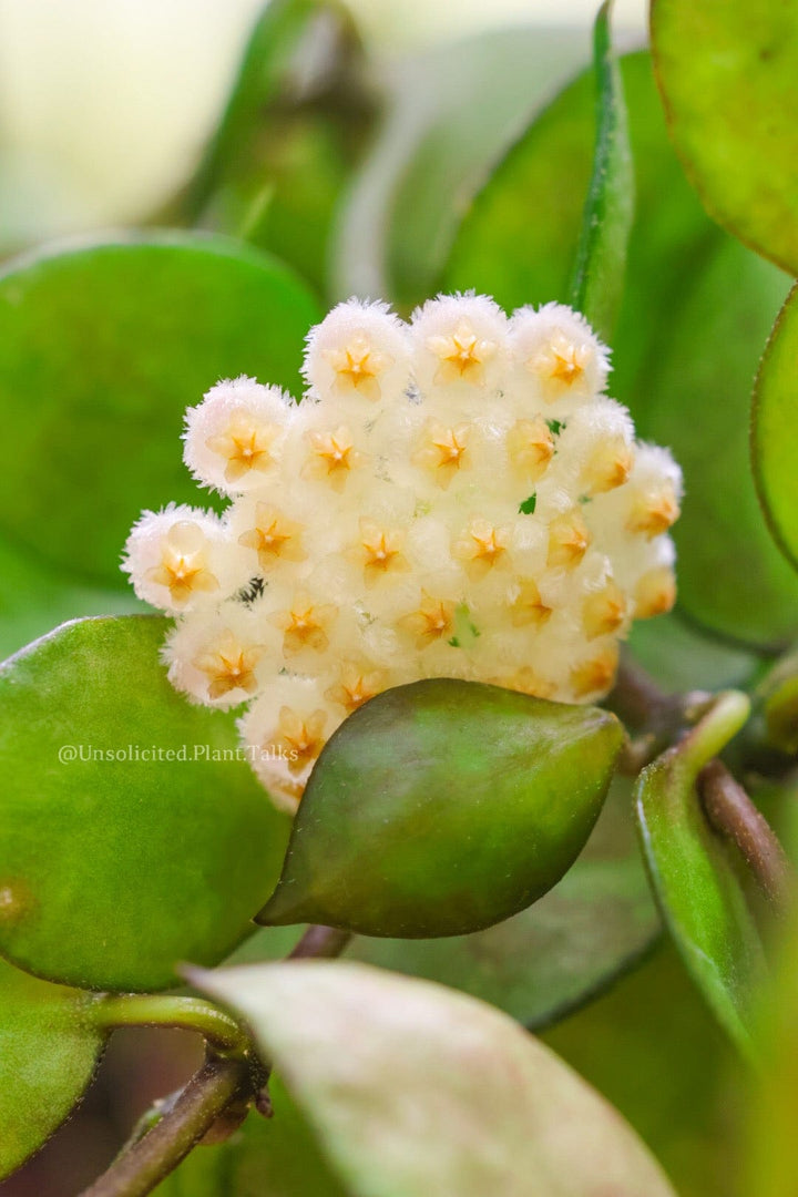 Hoya lacunosa (krohniana black)