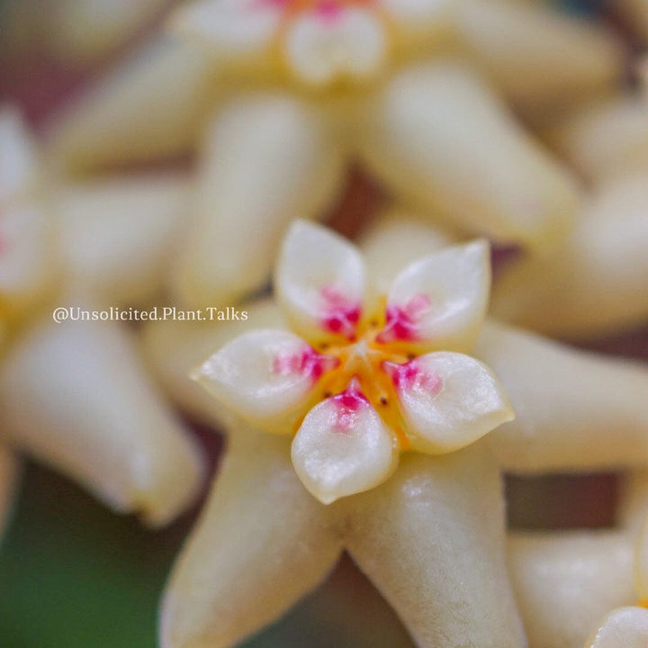 Hoya nicholsoniae (fka limoniaca)