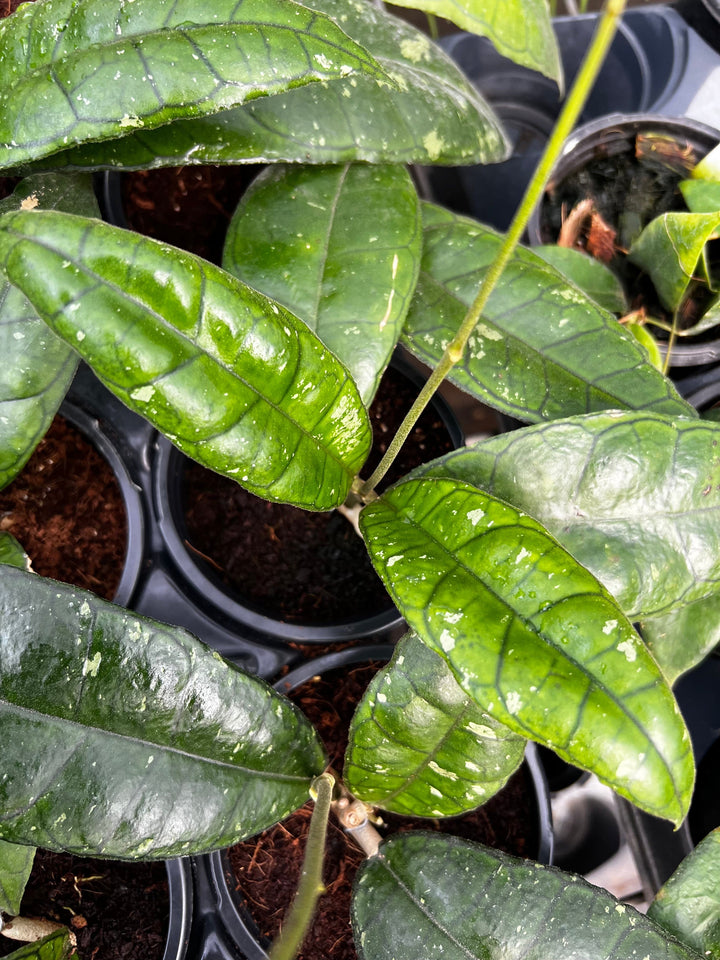 Hoya sp. Perak