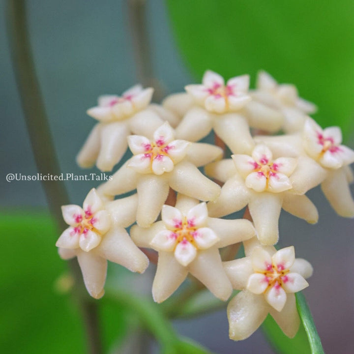 Hoya nicholsoniae (fka limoniaca)