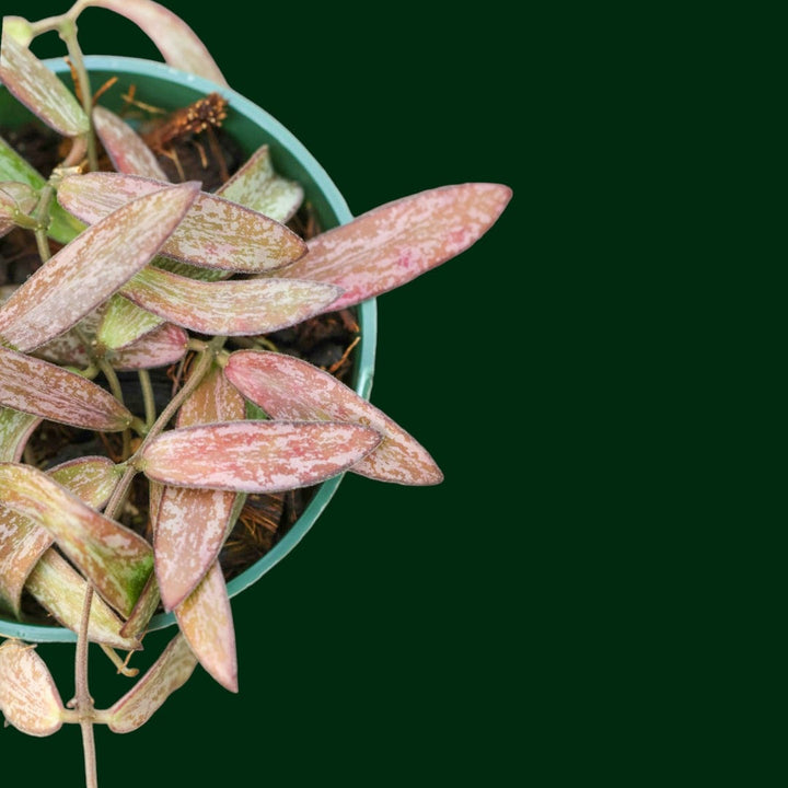 Hoya sigllatis