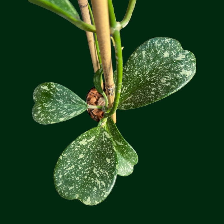 Trellised Hoya Kerrii (splash)