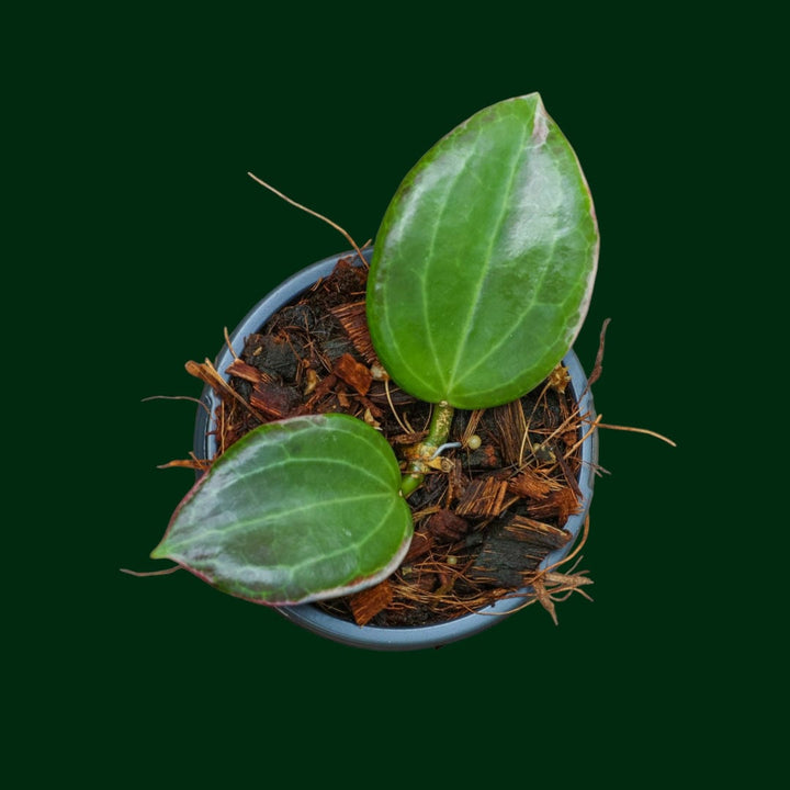 Hoya quinquenervia ‘Little Plu’