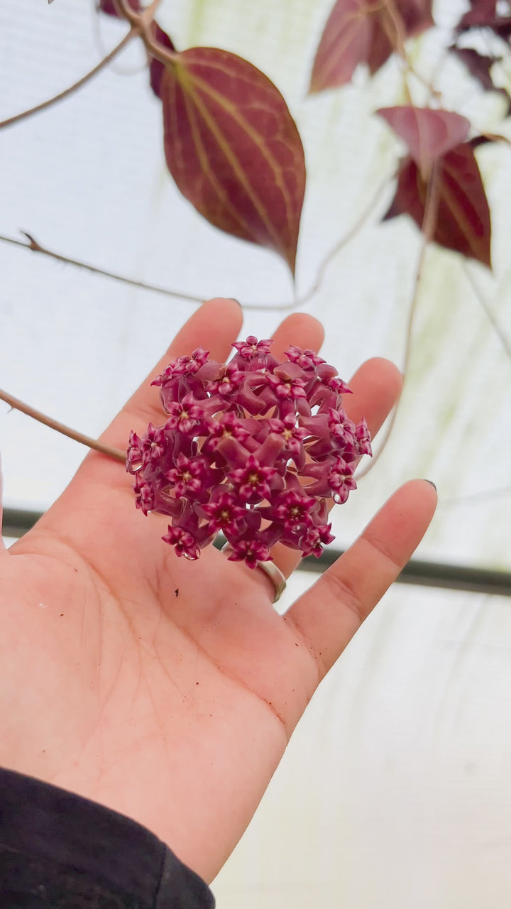 Hoya ‘Penny Candy’