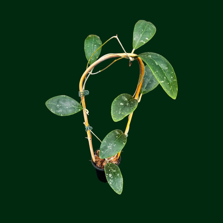 Trellised Hoya rintzii (Borneo)