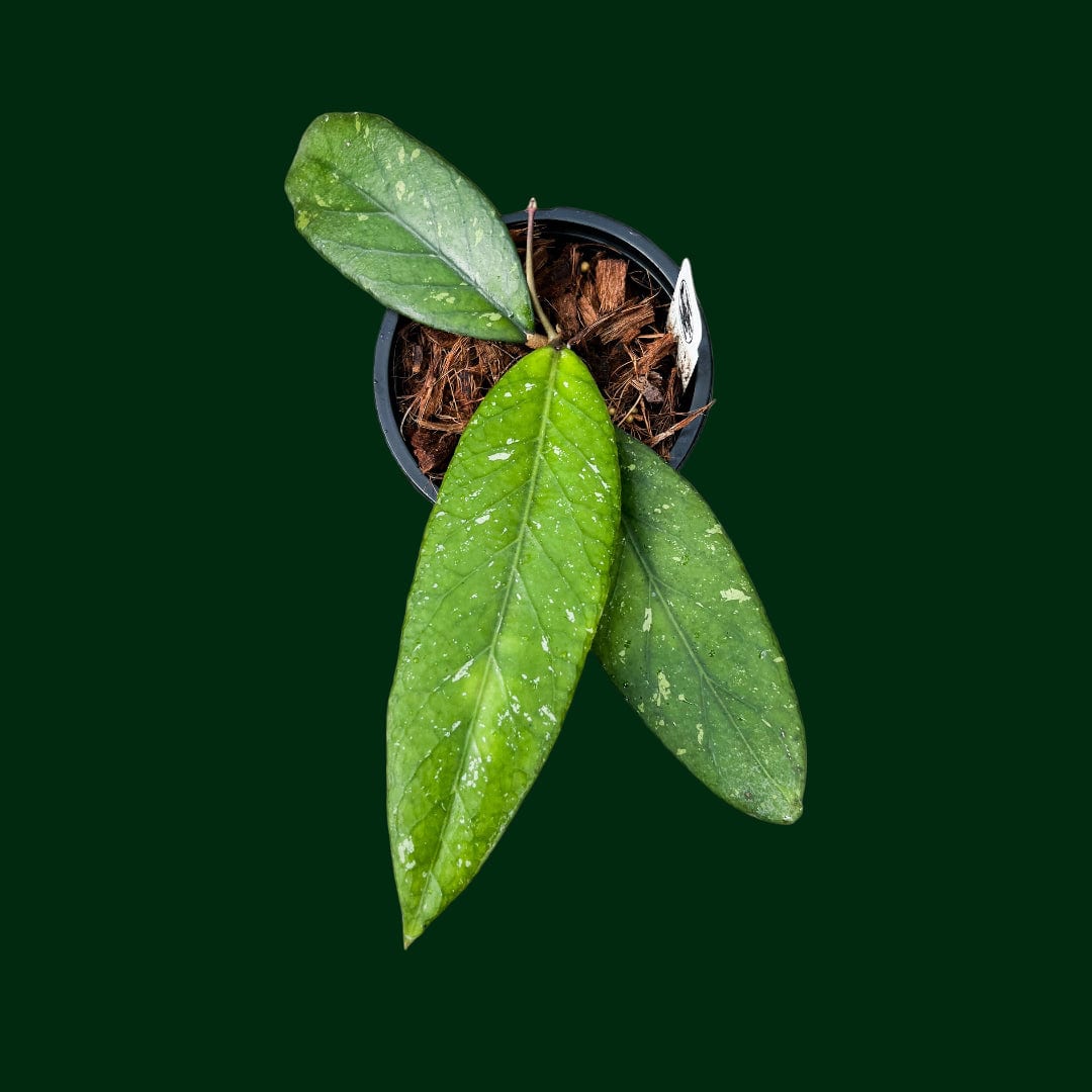 Hoya sp. Sumatra (Wavy leaves)