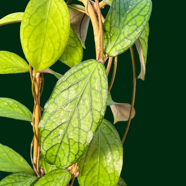 Trellised Hoya sp. Tanggamus