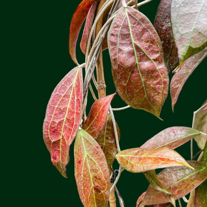 Trellised Hoya &