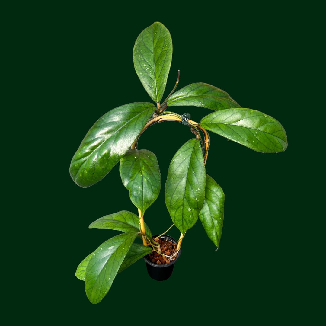 Trellised Hoya vittelinoides