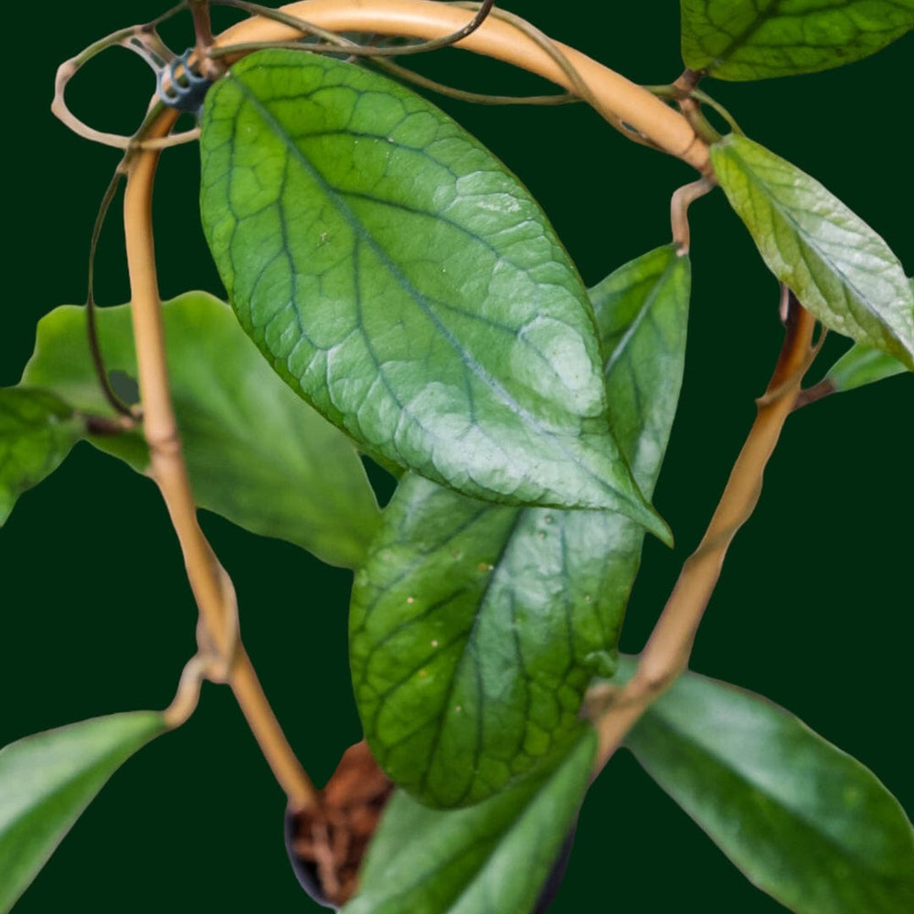 Trellised Hoya vittelinoides