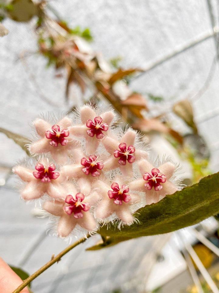 Hoya Caudata (Sumatra)