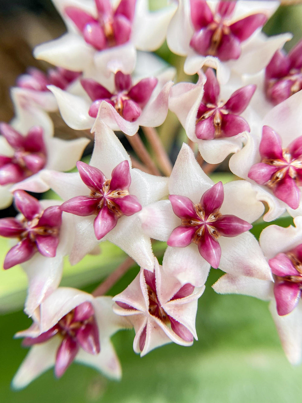 Hoya 'Patricia'