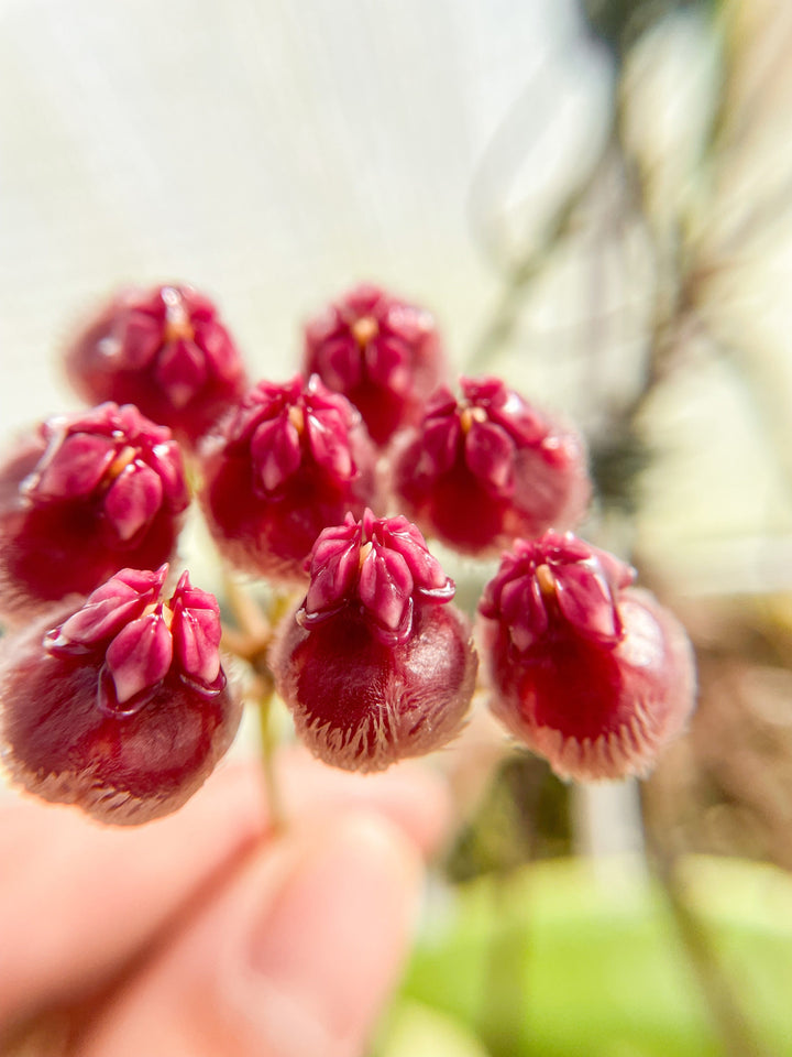 Hoya sulawesiana