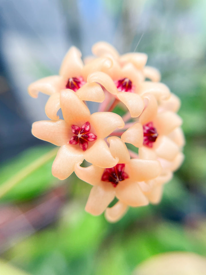 Trellised Hoya cutis-porcelana (hard to find)